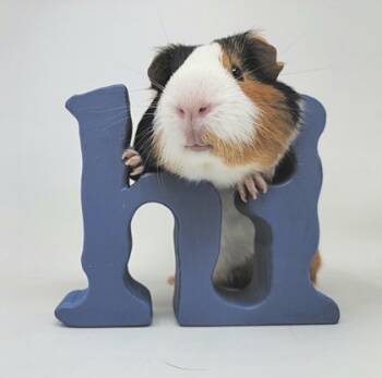 Rescue Guinea Pig Guinea Pigs for Adoption in Largo, Florida - Vinny | PetCurious